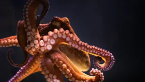 3840x2160 Octopus 4k Ultra Hd Wallpaper Wallpaper