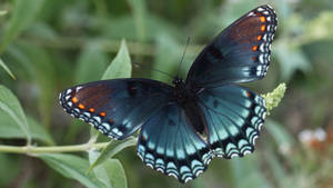 3840x2160 Red Spotted Purple Butterfly Wallpaper - Mobile & Desktop Background Wallpaper