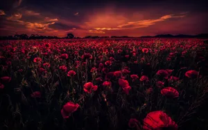 3840x2400 Poppy Field 5k Wallpaper Wallpaper