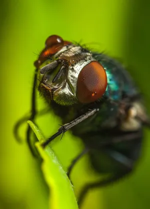 3d Fly Wallpaper