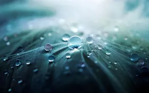 3d Hd Dew Drops Wallpaper