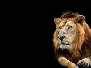 3d Lion Backdrop Of Brown Mane Wallpaper