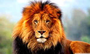 3d Lion Background Of Majestic Lion Wallpaper