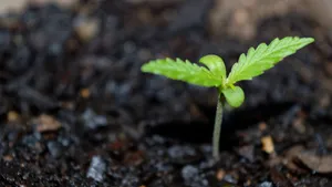 420 Weed Sprout Wallpaper