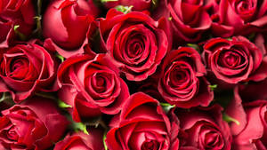 4k Bunch Of Red Roses Wallpaper