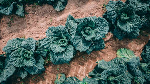 4k Food Curly Kale Wallpaper