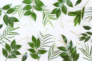 4k Green Plant Leaves Border Wallpaper