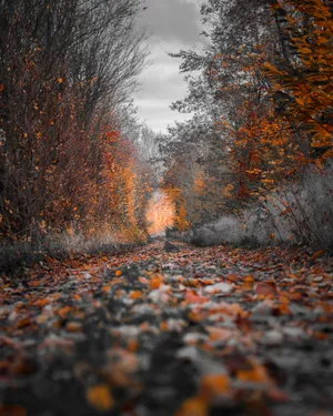 4k Iphone Autumn Gravel Road Wallpaper