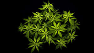4k Marijuana Leaves Wallpaper