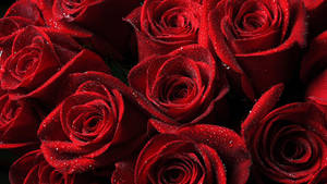 4k Moistened Roses Wallpaper