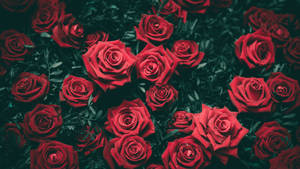 4k Red Roses Wallpaper