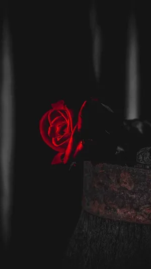4k Rose On A Rusty Vase Wallpaper