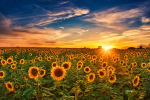 4k Sky Sunflower Field Golden Hour Wallpaper