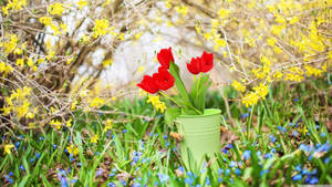 4k Spring Roses And Yellow Flowers Wallpaper