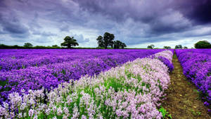 4k Spring Violet Flowers Field Wallpaper