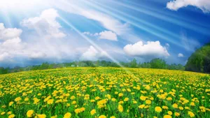4k Spring Yellow Flowers Sun Shine Wallpaper