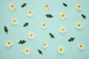 4k Tablet Mint Green Daisies Wallpaper