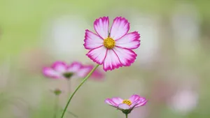 4k Ultra Hd 2160p Cosmos Flower Wallpaper