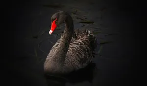 4k Ultra Hd Black Swan Wallpaper