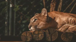 4k Ultra Hd Lions Maneless Wallpaper