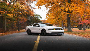 4k Ultra Hd Mustang Car During Autumn Wallpaper