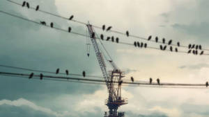 5 Centimeters Per Second Blurry Birds Wallpaper