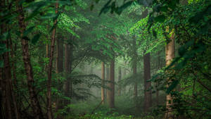 7680x4320 Green Forest 8k Wallpaper Photography Forest Green Tree Wallpaper Wallpaper