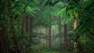 7680x4320 Green Forest 8k Wallpaper Photography Forest Green Tree Wallpaper Wallpaper