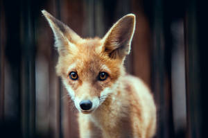 A Baby Fox Up Close Wallpaper