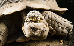 A Baby Tortoise Catching A Ride On Its Mother's Back. Wallpaper