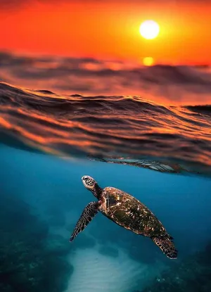 A Baby Turtle Taking Its First Steps Into The World Wallpaper