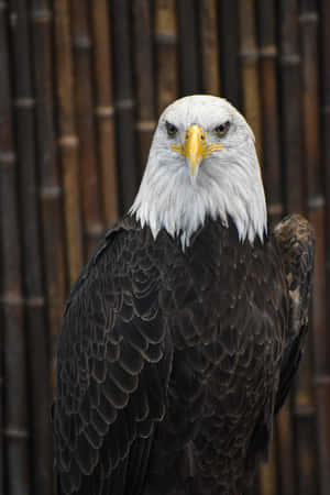 A Bald Eagle With A White Beak Wallpaper