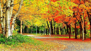 A Beautiful 1920x1080 Hd Wallpaper Of A Tranquil Environment Wallpaper