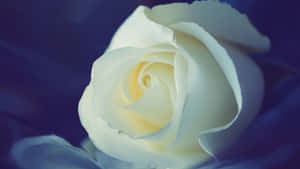 A Beautiful And Elegant White Rose Wallpaper