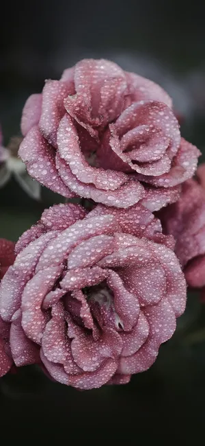 A Beautiful And Fragrant Cute Rose. Wallpaper