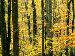A Beautiful Autumn Yellow Forest Tree In All Its Glory Wallpaper