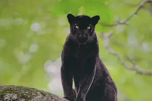 A Beautiful Black Leopard In Its Natural Habitat. Wallpaper