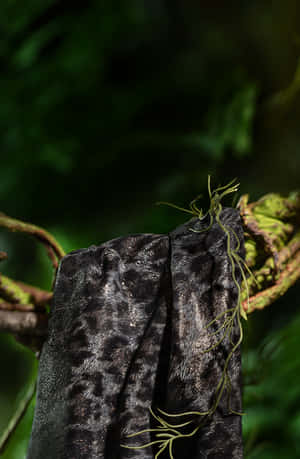A Beautiful Black Leopard Resting In The Wild Wallpaper