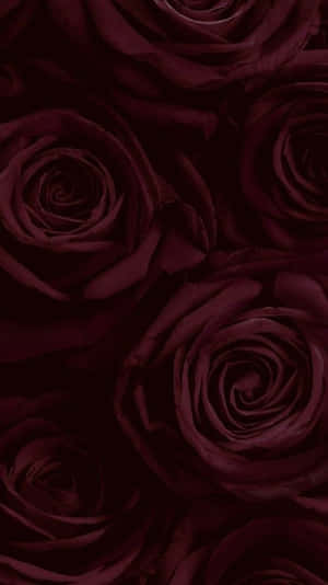 A Beautiful Burgundy Flower Standing Out Against A White Background Wallpaper