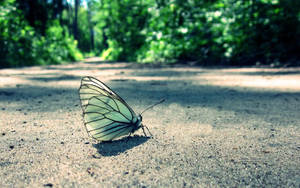 A Beautiful Butterfly Dancing In The Wind Wallpaper