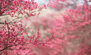 A Beautiful Cherry Blossom Tree In Full Bloom Wallpaper