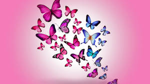 A Beautiful Contrast Of Blue And Pink Butterfly Wallpaper