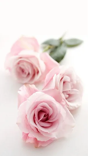 A Beautiful Cute Flower In Pink And Yellow Hues Wallpaper