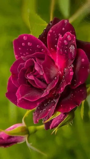A Beautiful Cute Rose Blooming In A Field Wallpaper