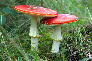 A Beautiful, Flat Agaric Mushroom In Nature Wallpaper