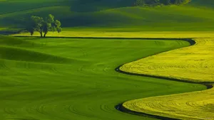 A Beautiful Green Field With Flowing Crops Wallpaper