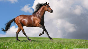 A Beautiful Horse Galloping Along A Sandy Beach Wallpaper