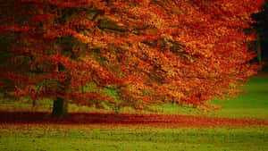 A Beautiful Pathway Meandering Through A Lush Forest Of Trees Wallpaper