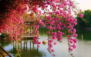 A Beautiful Pink Hanging Flower, Softly Swaying In The Wind. Wallpaper