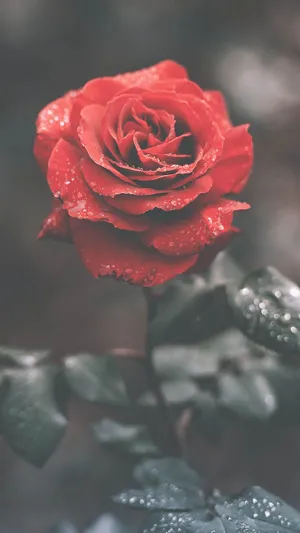 A Beautiful Pink Rose, With A Vibrant Bloom Wallpaper